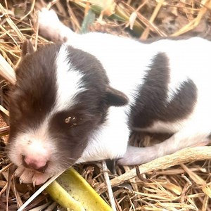 Who was abandoned the poor puppy I helped to feed and took her to the safety home | Animal - Rescue Center