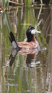 Male Ruddy Duck bubbling #nature #wildlife #duck #ruddy #bubbling HA38996 | HAWI Studios