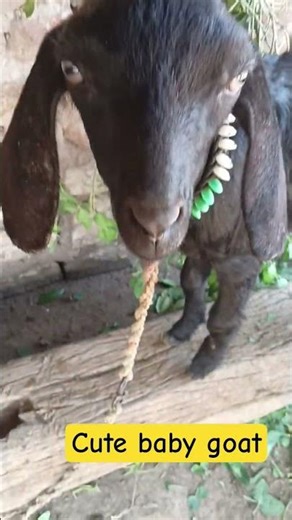 cute baby goat sound in village#shortsviral #village pet animal