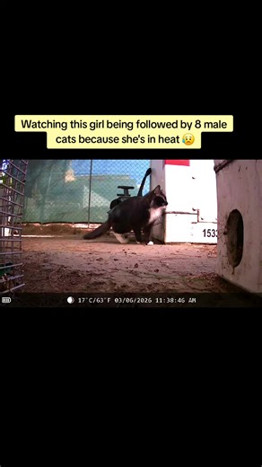 Understanding Tom Cats' Aggressive Mating Behavior