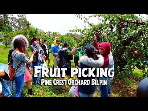Fruit Picking in Bilpin, NSW, Australia | A Day at Pine Crest Orchard