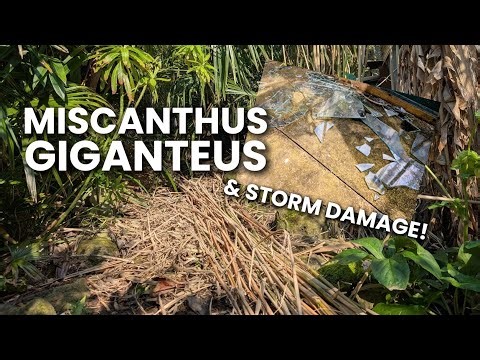 MISCANTHUS GIGANTEUS - Post winter preparation