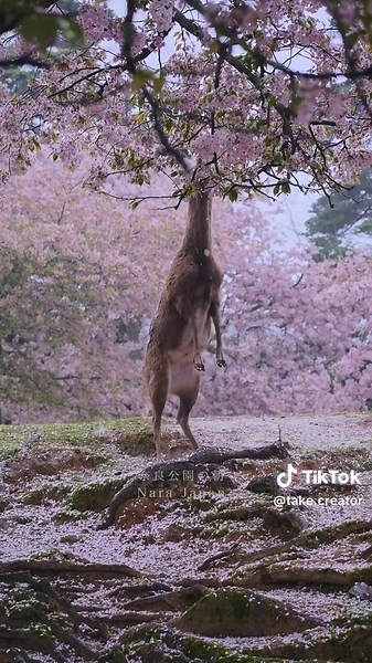 奈良公園の春の朝☔️ 雨降る桜の下で、鹿さんがむしゃむしゃ。 ひらひらと舞う花びらと、のんびりした時間。 人も鹿も一緒に春を楽しむ、奈良らしい風景です。 🦌🌸 奈良公園 A spring morning in Nara Park ☔️ Under the rain-soaked cherry blossoms, deer quietly munch away. Petals drift gently through the air, as time flows slowly and peacefully. A scene that feels uniquely Nara— where both people and deer enjoy the beauty of spring together. 🦌🌸