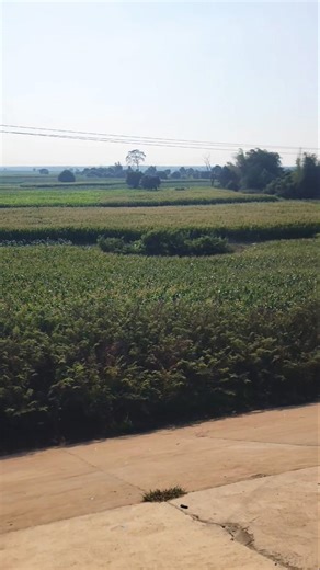 Beautiful Corn Field | Peaceful Countryside Farm Scenery