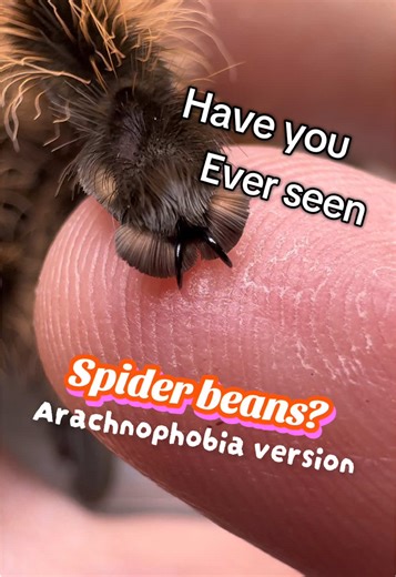 Beans beans, the more you see the more you love. Arachnophobia version, for those who are working on their fear. #spider #tarantula #beans #bean #toebeans