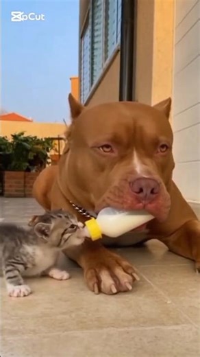Pit bull vs Cat chaild,!innocent funny drama🤣🐱