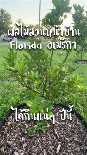 Purim In Florida on TikTok