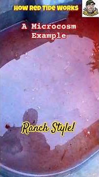 “What Makes Water Turn Red? 🌊 Algae, UV, and Red Tides Explained – Ranch Style!”