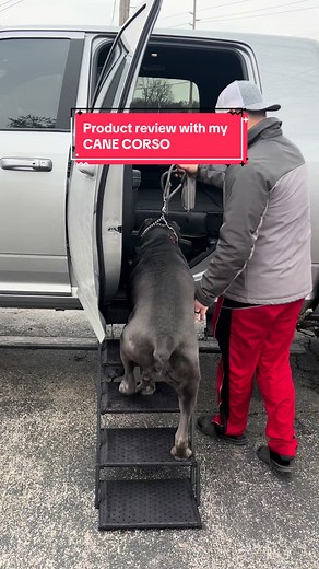 Best Car Ramps for Large Breed Dogs