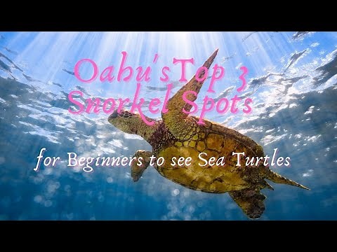 Oahu's TOP 3 Snorkel Spots for Beginners to see Sea Turtles/Honu