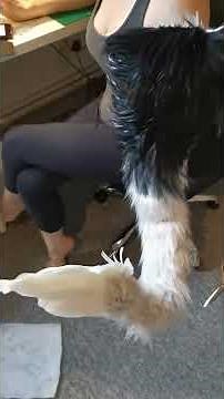 Gryphon Tail by The Tail Company with feathers