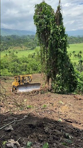 Land Clearing on Mountain Slopes with D6R XL Bulldozer