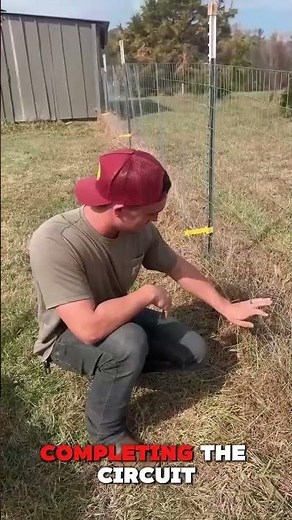 How Electric Fences Actually Work ⚡🐦