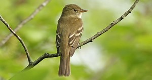 Alder Flycatcher Identification, All About Birds, Cornell Lab of Ornithology