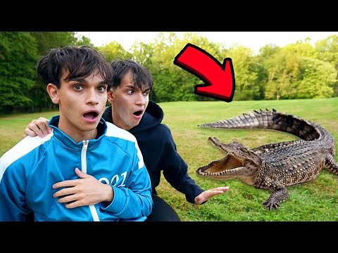 Alligator ATTACKED Us!