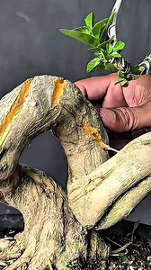 Artistic Pruning and Shaping of a Potted Tree #BonsaiArt #TreePruning #PottedTree #CreativeGardening #PlantLovers | Wooden skills28