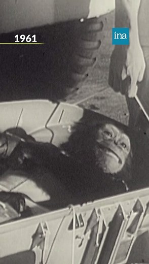 ESPACE 🚀 En 1961, Ham est le 1er chimpanzé à se rendre dans l'espace. Il est envoyé par la NASA pour préparer le premier vol d'un astronaute. À l'occasion des 40 ans de sa disparition, retour sur son histoire. | INA