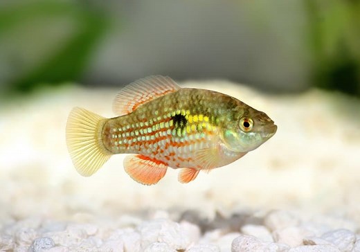 American Flagfish Care, Breeding & Tank Mates Guide - Fish Tank Master