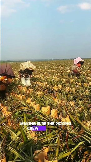 This Pre-Harvest Technique Makes Harvesting 10x Easier #farming #satisfying