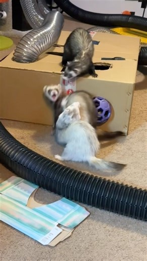 Ferret Wack-A-What