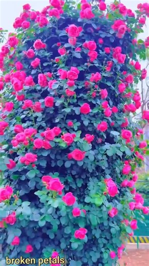 Beautiful Pink Rose Garden 🌹 | Relaxing Nature Flowers View in 4K