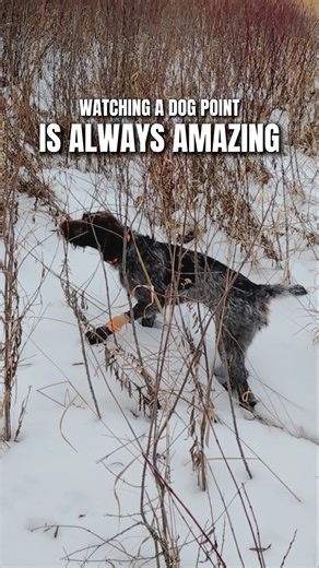 Pointing Dogs are Amazing