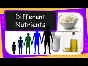 Science - Human Food & Nutrients - English