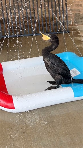 Hook, our juvenile Cormorant, enjoying some water enrichment on this Hot day! | Wild West Wildlife Rehabilitation Center
