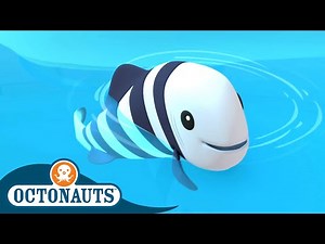 Octonauts - The Helpful Pilot Fish | Full Episode 21 | Cartoons for Kids | Underwater Sea Education