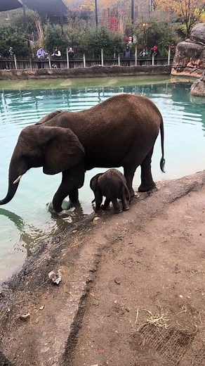 Jabari the Baby Elephant's First Swimming Adventure | Cute Baby Elephant Video