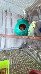 Birds lover on Instagram: "Exhibition budgies parrot breeding"