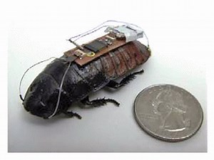 SoC in tiny 500mg backpack transforms cockroach into radio-controlled exploration vehicle