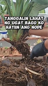 Spathiphyllum 'Sensation' node propagation|Step 1 tanggalin lahat ng ugat Mamalyn's Garden #plantpropagation #spathiphyllum #sensation #beginner #tips #guide #HappyPlanting #homegardening #gardening #myplants #houseplants #plantcare #plantmom | Mamalyn's Garden