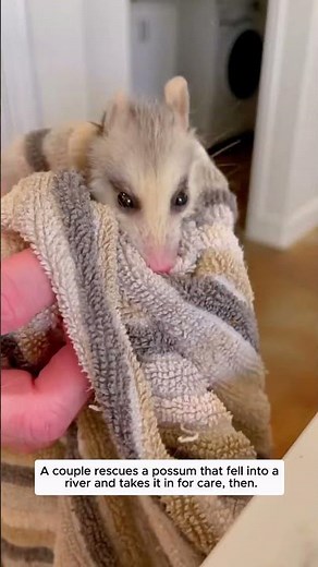 A couple rescues a possum that fell into a river and takes it in for care, then...