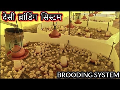 Brooding System In Poultry Farm | चूजा पालन मे Brooding System कैसे तैयार करे#chicks #brooding