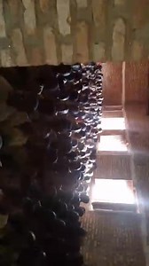 Tuje kugisata ca nyange muri paroisse Busiga Diocèse Ngozi, kumusi wo kugurura umwaka w i shure | Indirimbo za catholique