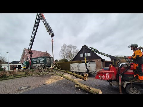Problem – tree felling! Chestnut trees need to be felled, but how? What would you have done? What...