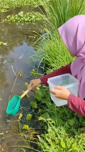 NirmaSari on Instagram: "Menangkap ikan cupang di sungai, #vlog #fyp #reels #ikancupang"