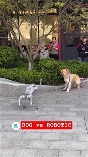 Anjing vs Robot #awesome #dog #robotics