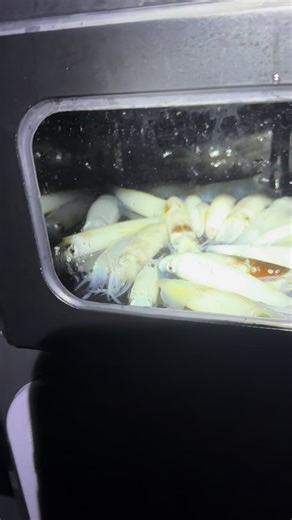 Catch Squid Effortlessly with R&B Squid Jigs
