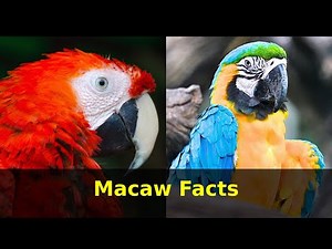 Macaw Facts