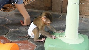 Monkey Baby Donal Learn To Open Fan For Mom | Monkey Dodo