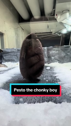 It was so worth the long travel to see this chonky fluff ball #pesto #pestothepenguin #sealife #visitmelbourne @SEA LIFE Melbourne