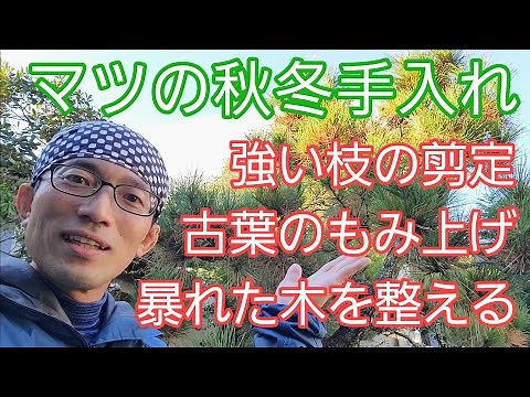 【松(クロマツ)の秋冬剪定②】枝抜き&もみ上げ(葉もみ)による手入れで樹形をすっきり整える🎍👐