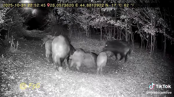 Cameră ForestCam Live F5G: Inovație în Observarea Naturii