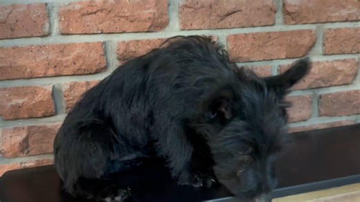 Scottish Terrier puppy for sale