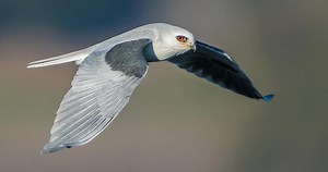 White-tailed Kite Similar Species to, All About Birds, Cornell Lab of Ornithology