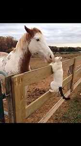 An adorable moment of unlikely friendship. | Horse Lovers