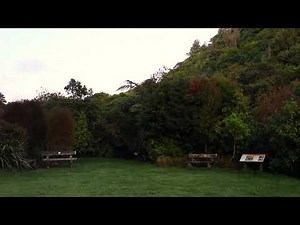 Relaxing New Zealand Soundscape - Native Bird Dawn Chorus