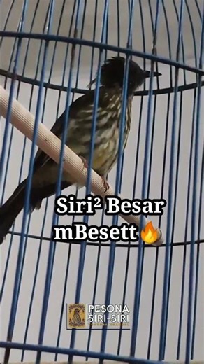 AWAS KEPANCING❗❗ SIRI-SIRI BESAR MULAI BESET PANJANG #sirisiri #sirisirigacor